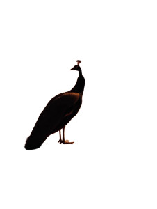 Beautiful Peacock Vinyl Car Decal Sticker – Waterproof & UV-Resistant 8"