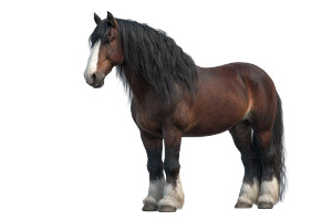 Ultrarealistic Horse Vinyl Car Decal Sticker – Waterproof & UV-Resistant 8"