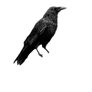 Crow On Skull Vinyl Car Decal Sticker – Waterproof & UV-Resistant 8"
