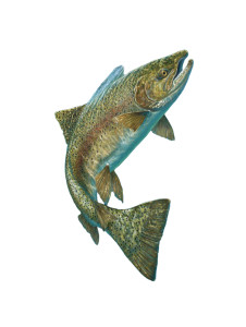 Steelhead Trout Salmon Vinyl Car Decal Sticker – Waterproof & UV-Resistant 8"