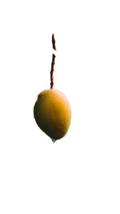 Hanging Mango Vinyl Car Decal Sticker – Waterproof & UV-Resistant 8"