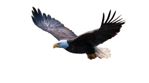 Bald Eagle Dive Vinyl Car Decal Sticker – Waterproof & UV-Resistant 8"