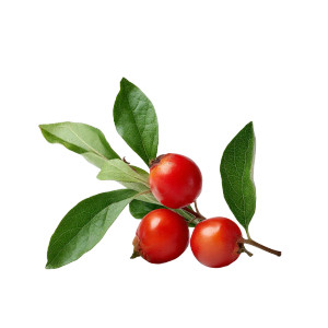 Ashwagandha Berries Vinyl Car Decal Sticker – Waterproof & UV-Resistant 8"