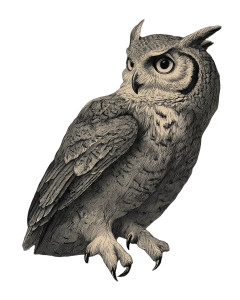 Moonlit Owl V3 Vinyl Car Decal Sticker – Waterproof & UV-Resistant 8"