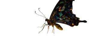 Magical Butterfly V3 Vinyl Car Decal Sticker – Waterproof & UV-Resistant 8"