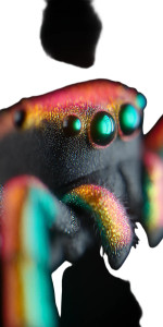 Colorful Hair Spider Vinyl Car Decal Sticker – Waterproof & UV-Resistant 8"