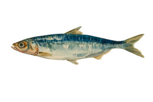 Vintage Sardine Painting V2 Vinyl Car Decal Sticker – Waterproof & UV-Resistant 8"