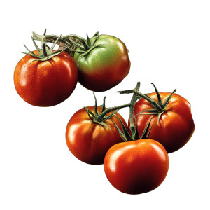 Juicy Tomatoes Bloom Vinyl Car Decal Sticker – Waterproof & UV-Resistant 8" Juicy Tomatoes Bloom Vinyl Car Decal Sticker – Waterproof & UV-Resistant 8"