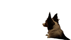 Border Collie In Ferrari Vinyl Car Decal Sticker – Waterproof & UV-Resistant 8"