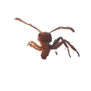 Golden Ant Close-Up Vinyl Car Decal Sticker – Waterproof & UV-Resistant 8"