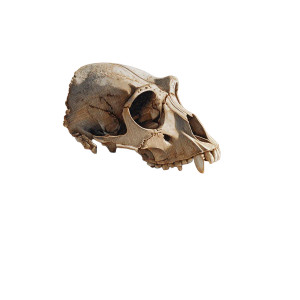 Gorilla Skull Vinyl Car Decal Sticker – Waterproof & UV-Resistant 8"