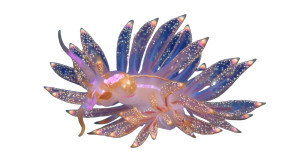Underwater Creature Vinyl Car Decal Sticker – Waterproof & UV-Resistant 8" Underwater Creature Vinyl Car Decal Sticker – Waterproof & UV-Resistant 8"