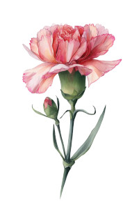 Carnation Watercolor Vinyl Car Decal Sticker – Waterproof & UV-Resistant 8"