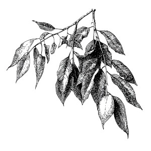 Walnut Tree Sketch Vinyl Car Decal Sticker – Waterproof & UV-Resistant 8"