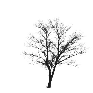 Oak Tree Silhouette Vinyl Car Decal Sticker – Waterproof & UV-Resistant 8"