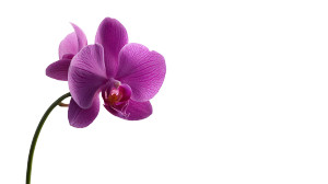 Purple Orchid Vinyl Car Decal Sticker – Waterproof & UV-Resistant 8"