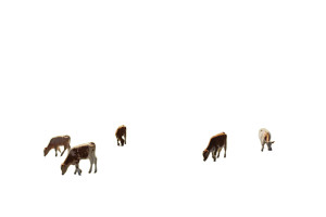 Grazing Calves Stadium Vinyl Car Decal Sticker – Waterproof & UV-Resistant 8"