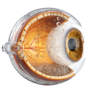 Anatomical Human Eye Vinyl Car Decal Sticker – Waterproof & UV-Resistant 8"