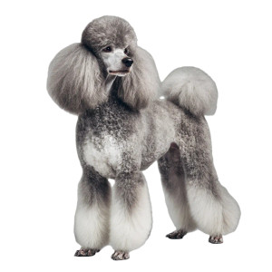 Elegant Grey Poodle Vinyl Car Decal Sticker – Waterproof & UV-Resistant 8"