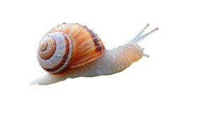 Inquisitive Snail Close-Up Vinyl Car Decal Sticker – Waterproof & UV-Resistant 8" Inquisitive Snail Close-Up Vinyl Car Decal Sticker – Waterproof & UV-Resistant 8"