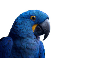 Blue Parrot Close-Up Vinyl Car Decal Sticker – Waterproof & UV-Resistant 8"