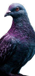 Pigeon Vinyl Car Decal Sticker – Waterproof & UV-Resistant 8" Pigeon Vinyl Car Decal Sticker – Waterproof & UV-Resistant 8"