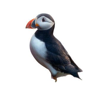 Puffin In Nature Vinyl Car Decal Sticker – Waterproof & UV-Resistant 8"
