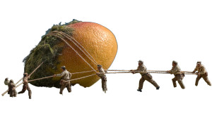 Giant Mango Scene Vinyl Car Decal Sticker – Waterproof & UV-Resistant 8"