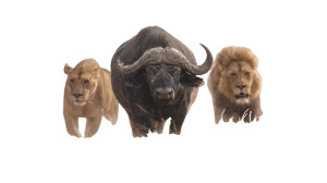 Buffalo Chasing Lions Vinyl Car Decal Sticker – Waterproof & UV-Resistant 8"