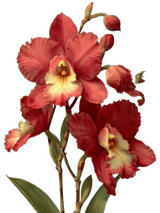 Pink Orchid Illustration Vinyl Car Decal Sticker – Waterproof & UV-Resistant 8"