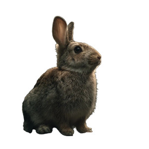 Forest Bunny Vinyl Car Decal Sticker – Waterproof & UV-Resistant 8" Forest Bunny Vinyl Car Decal Sticker – Waterproof & UV-Resistant 8"