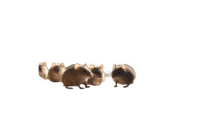 House Mice Gathering Vinyl Car Decal Sticker – Waterproof & UV-Resistant 8"