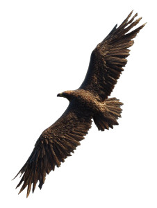 Majestic Soaring Eagle Vinyl Car Decal Sticker – Waterproof & UV-Resistant 8" Majestic Soaring Eagle Vinyl Car Decal Sticker – Waterproof & UV-Resistant 8"