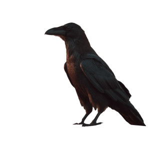Crow With Rose Vinyl Car Decal Sticker – Waterproof & UV-Resistant 8"