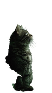 Lonely Gray Kitten Vinyl Car Decal Sticker – Waterproof & UV-Resistant 8"