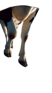 Cow On Wing Vinyl Car Decal Sticker – Waterproof & UV-Resistant 8"