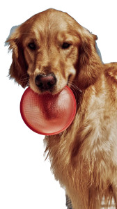 Golden Retriever Frisbee V2 Vinyl Car Decal Sticker – Waterproof & UV-Resistant 8" Golden Retriever Frisbee V2 Vinyl Car Decal Sticker – Waterproof & UV-Resistant 8"