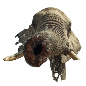 Elephant Trunk Spray Vinyl Car Decal Sticker – Waterproof & UV-Resistant 8"