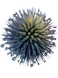 Close-Up Thistle Vinyl Car Decal Sticker – Waterproof & UV-Resistant 8"