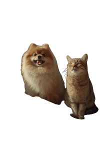 Joyful Airplane Companions Vinyl Car Decal Sticker – Waterproof & UV-Resistant 8"