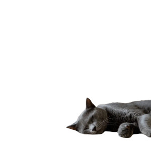 Sleeping Grey Cat Vinyl Car Decal Sticker – Waterproof & UV-Resistant 8"