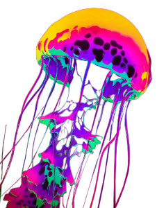 Detailed Jellyfish Vinyl Car Decal Sticker – Waterproof & UV-Resistant 8"