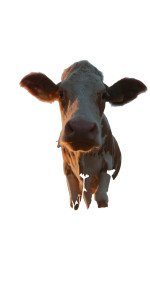 Curious Cow Closeup Vinyl Car Decal Sticker – Waterproof & UV-Resistant 8" Curious Cow Closeup Vinyl Car Decal Sticker – Waterproof & UV-Resistant 8"