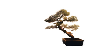 Bonsai Shadows Vinyl Car Decal Sticker – Waterproof & UV-Resistant 8"