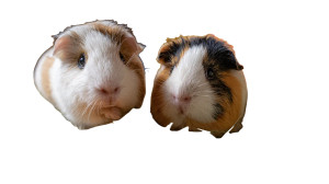 Guinea Pigs Eating Vinyl Car Decal Sticker – Waterproof & UV-Resistant 8" Guinea Pigs Eating Vinyl Car Decal Sticker – Waterproof & UV-Resistant 8"