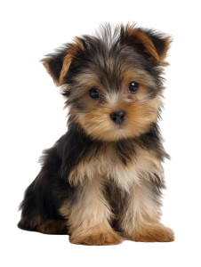 Yorkshire Terrier Puppy Vinyl Car Decal Sticker – Waterproof & UV-Resistant 8"