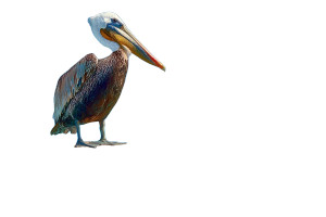 Brown Pelican Perched Vinyl Car Decal Sticker – Waterproof & UV-Resistant 8"