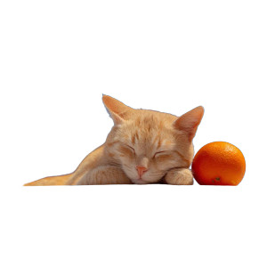 Serene Sleeping Cat Vinyl Car Decal Sticker – Waterproof & UV-Resistant 8" Serene Sleeping Cat Vinyl Car Decal Sticker – Waterproof & UV-Resistant 8"