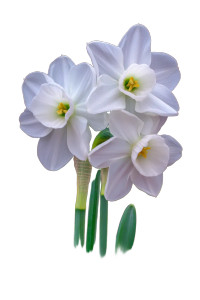 White Daffodils Close-Up Vinyl Car Decal Sticker – Waterproof & UV-Resistant 8"