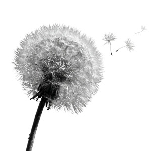 Dandelion Seeds Drifting V2 Vinyl Car Decal Sticker – Waterproof & UV-Resistant 8" Dandelion Seeds Drifting V2 Vinyl Car Decal Sticker – Waterproof & UV-Resistant 8"